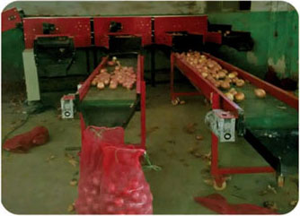 洋蔥圓蔥移動挑選平台